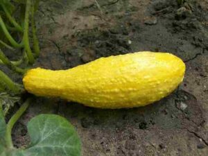 How To Grow And Care For Crookneck Squash A Detailed Guide