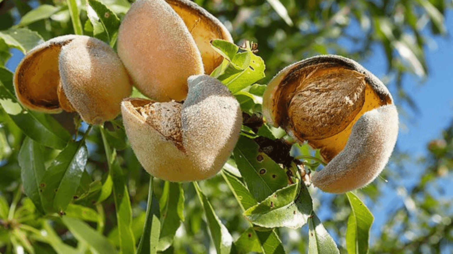 How To Grow An Almond Tree? Everything You Must Know : Gardening Mantras