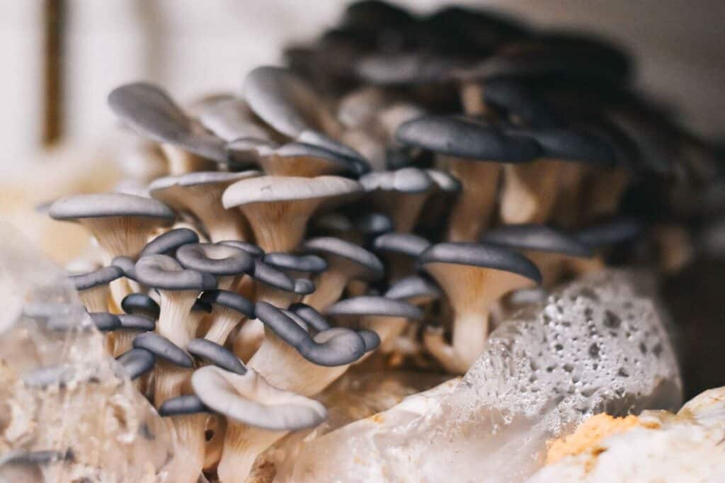 Blue Oyster Mushroom