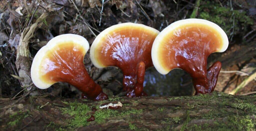 Gallboys Reishi Mushroom