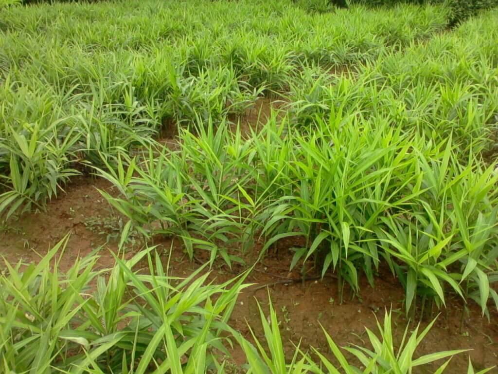 Ginger Planting