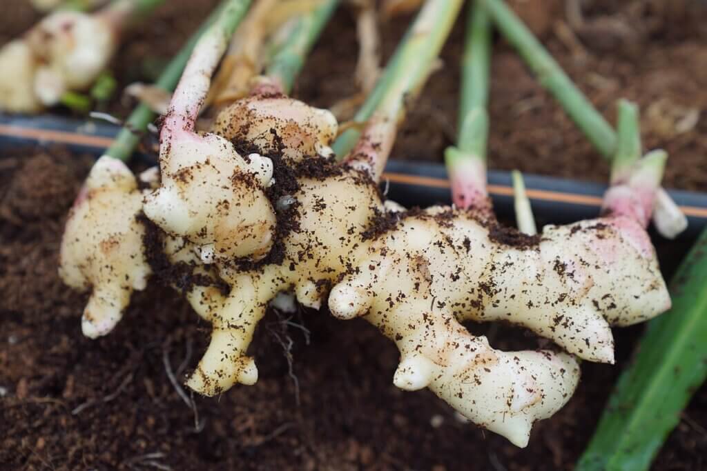 How To Grow Ginger Cultivating Caring And Harvesting Gardening Mantras