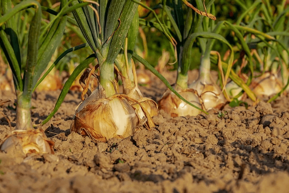 How to care for onions