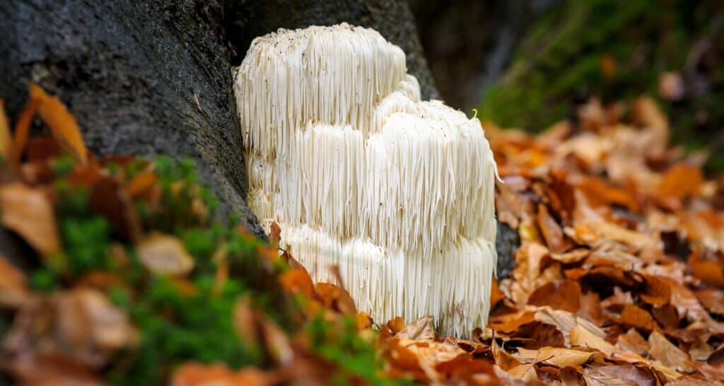 Lion’s Mane Mushroom