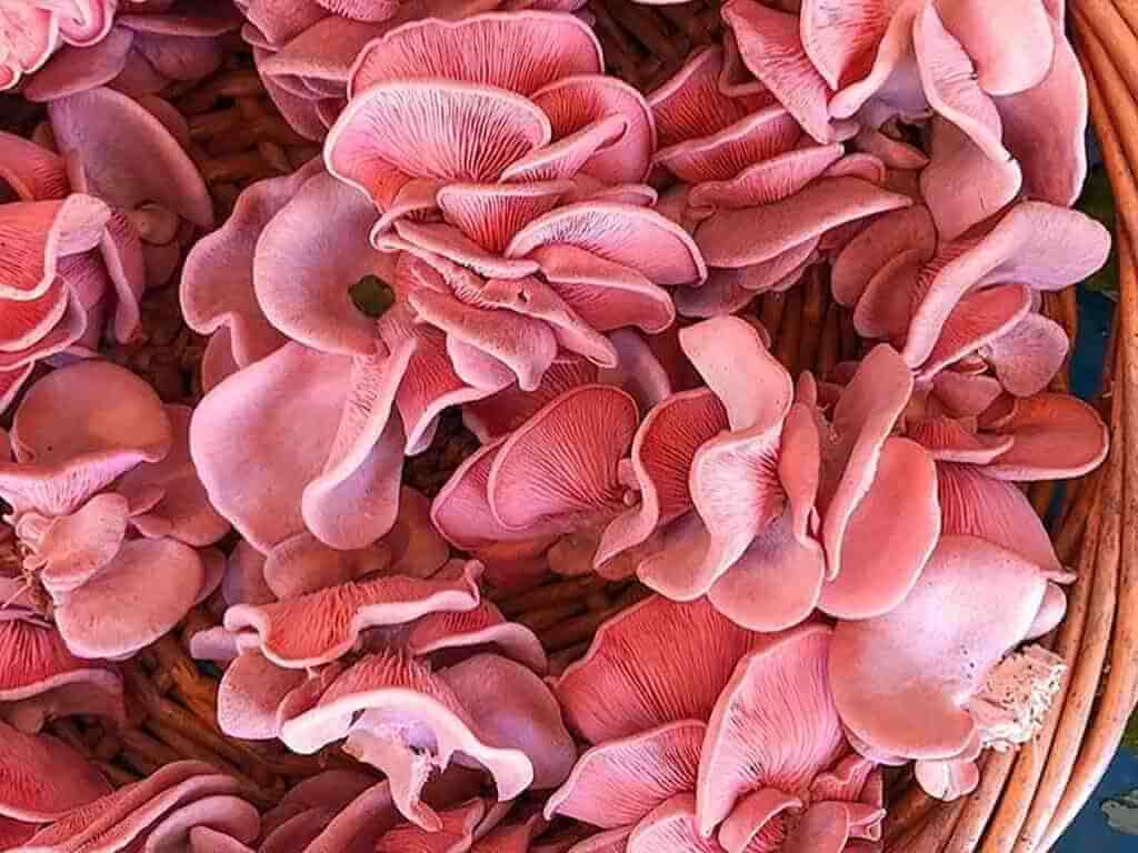 Pink oyster mushroom
