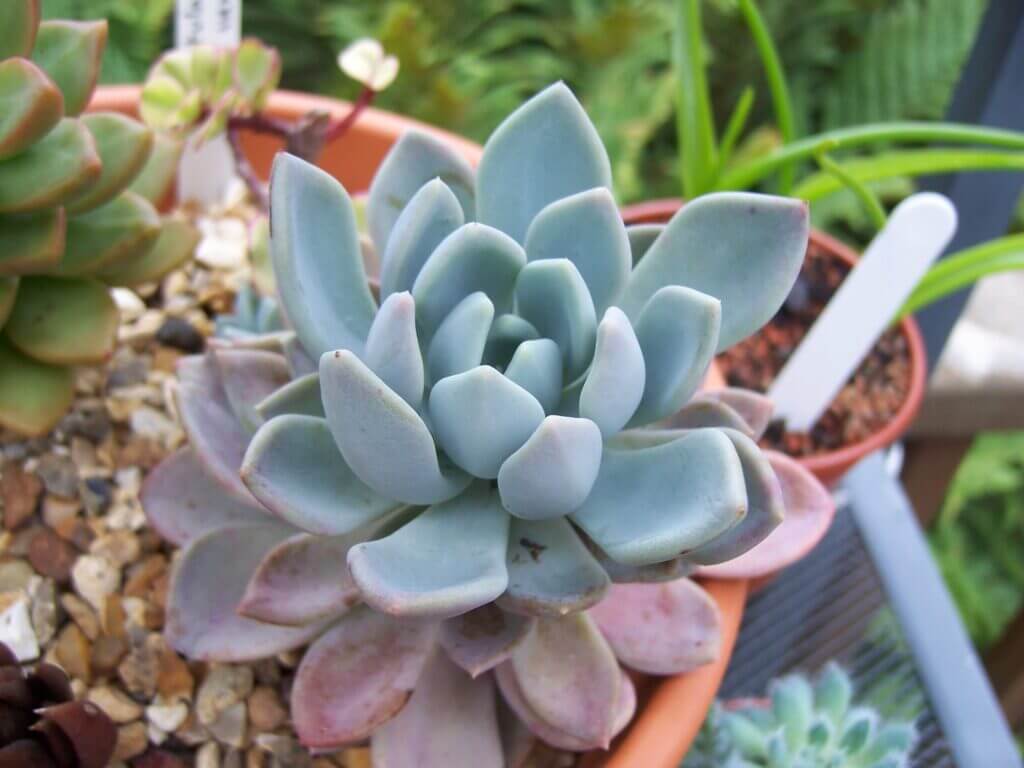 Propagating succulents from leaves