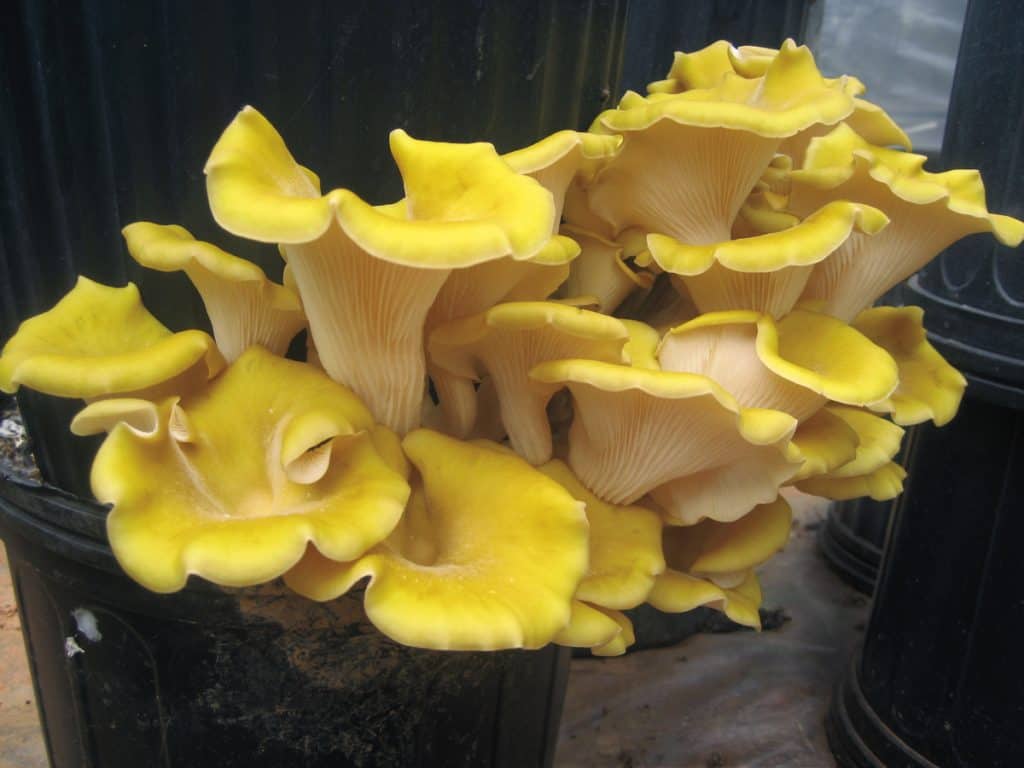 Yellow Oyster Mushroom