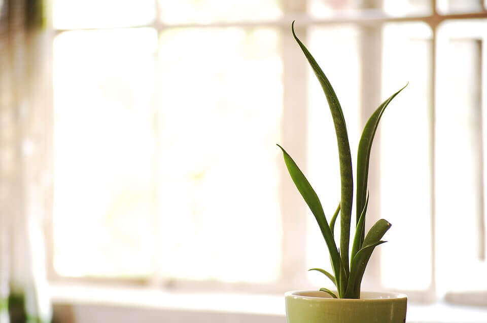 growing conditions for snake plants