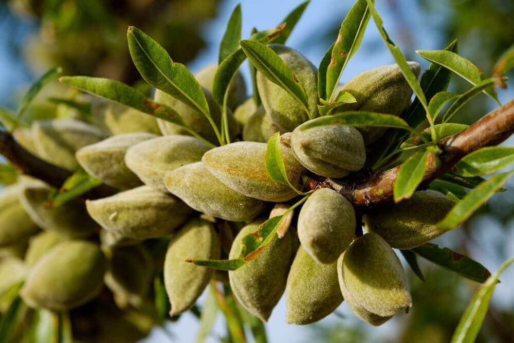 How To Grow An Almond Tree Everything You Must Know Gardening Mantras