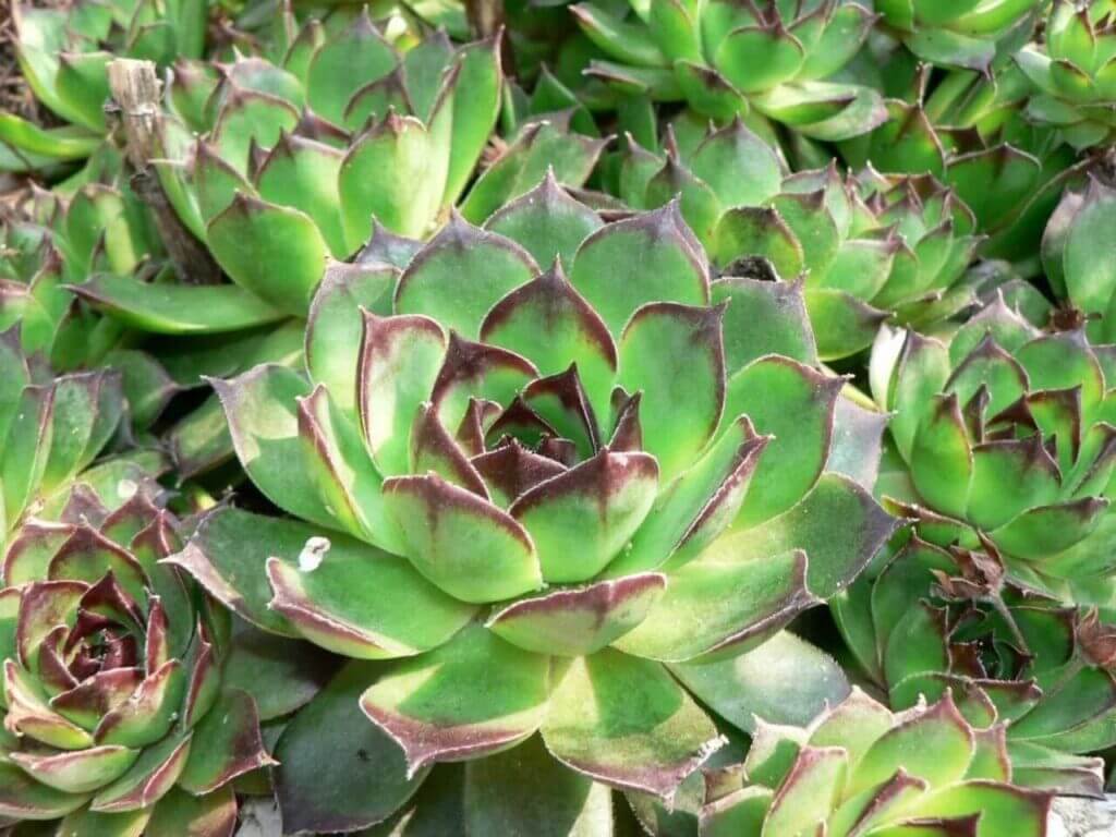 succulents