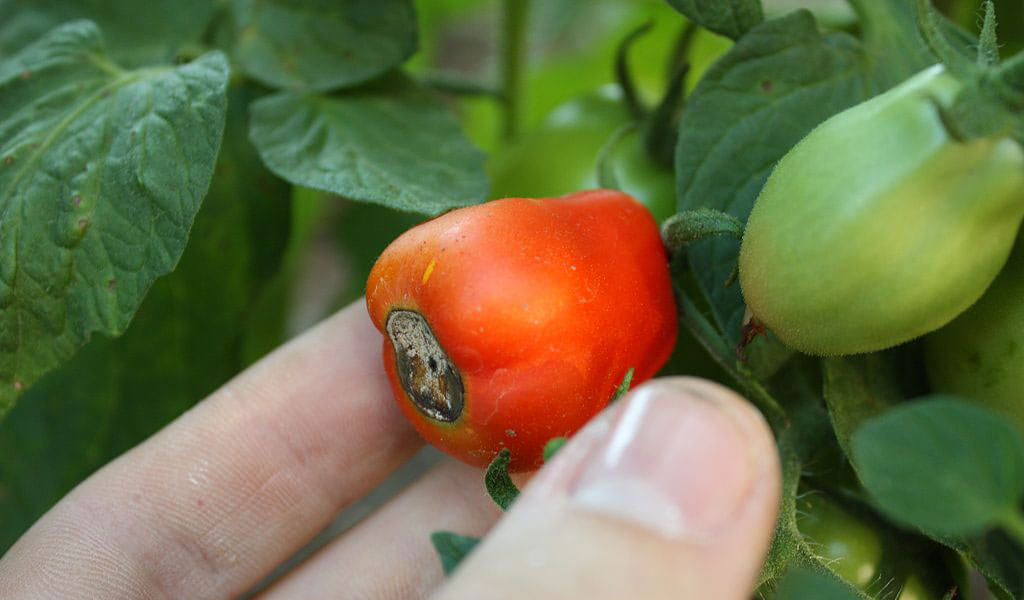 Blossom End Rot In Tomatoes Causes And Prevention Gardening Mantras