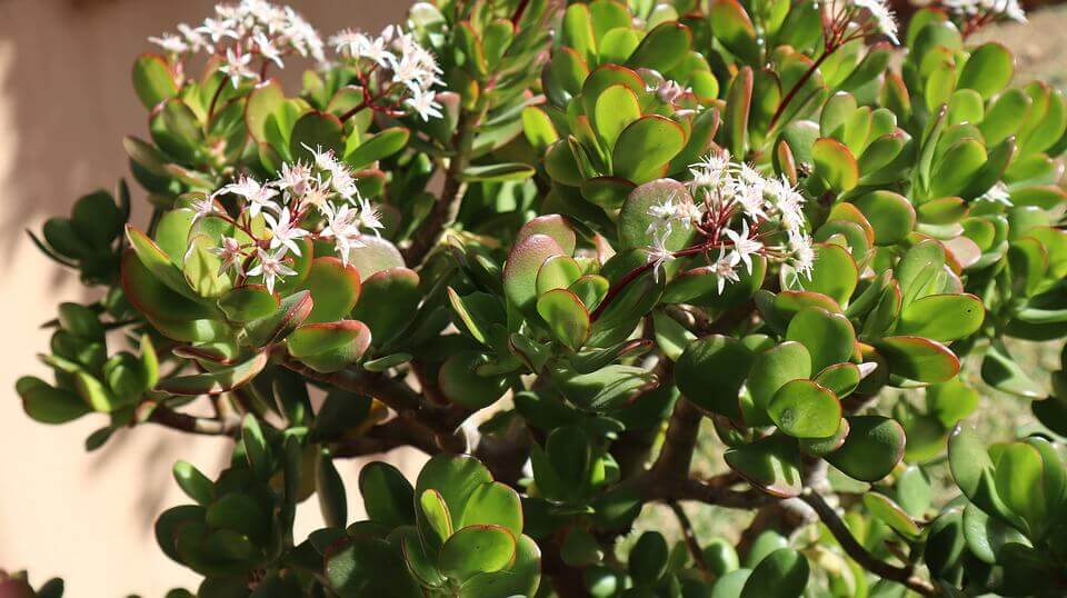 How to care for jade plant 2