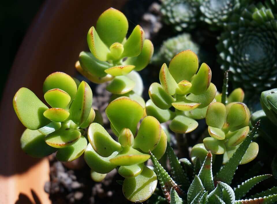 How to care for jade plant