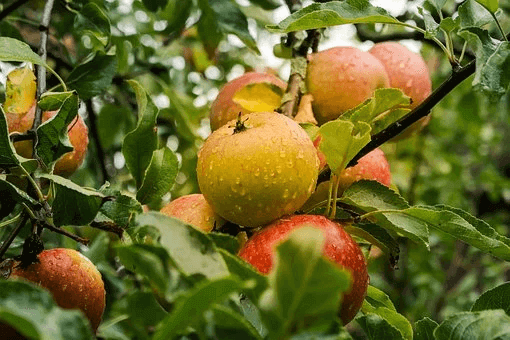 How to grow apple trees