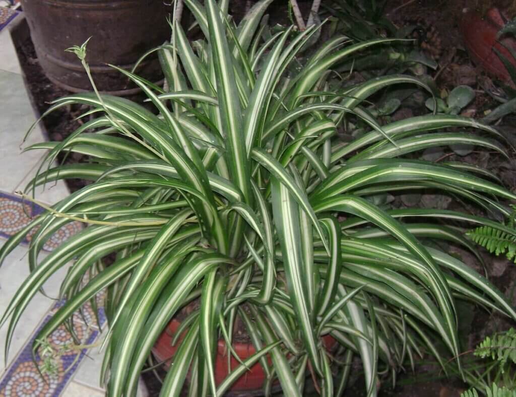 How to care for spider plants