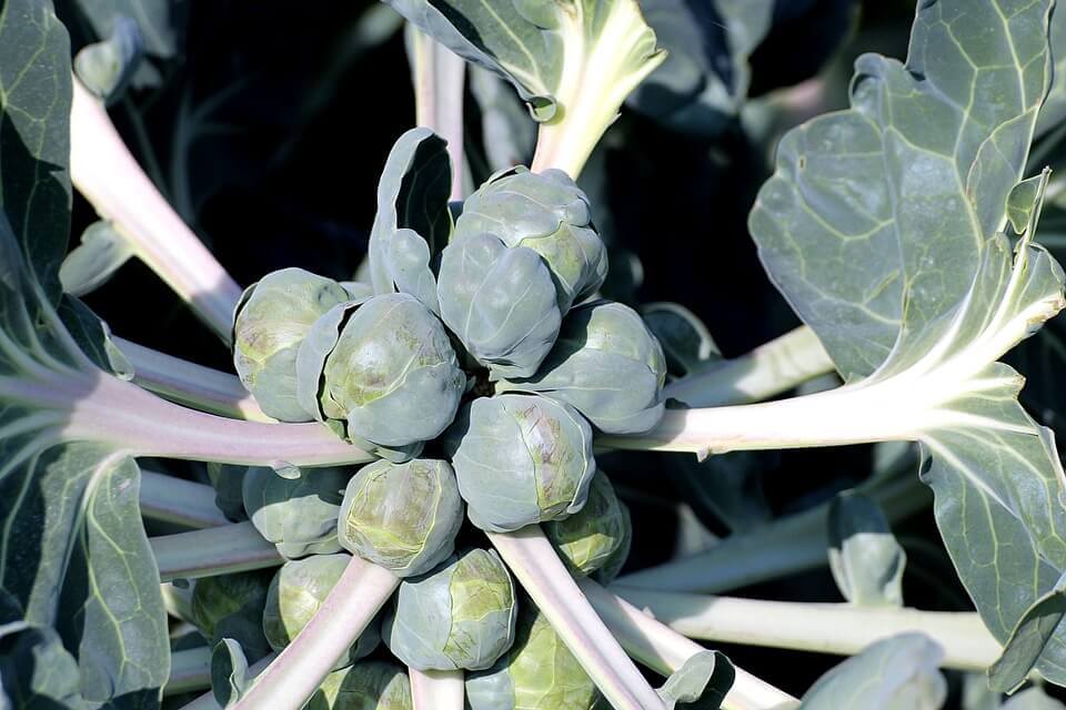 Taking care of brussels sprouts