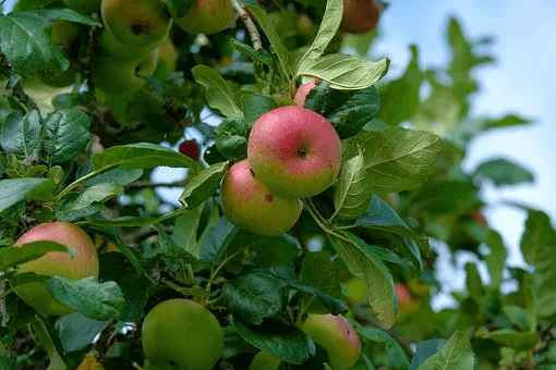 Thinning apples