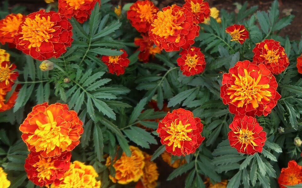 growing marigolds
