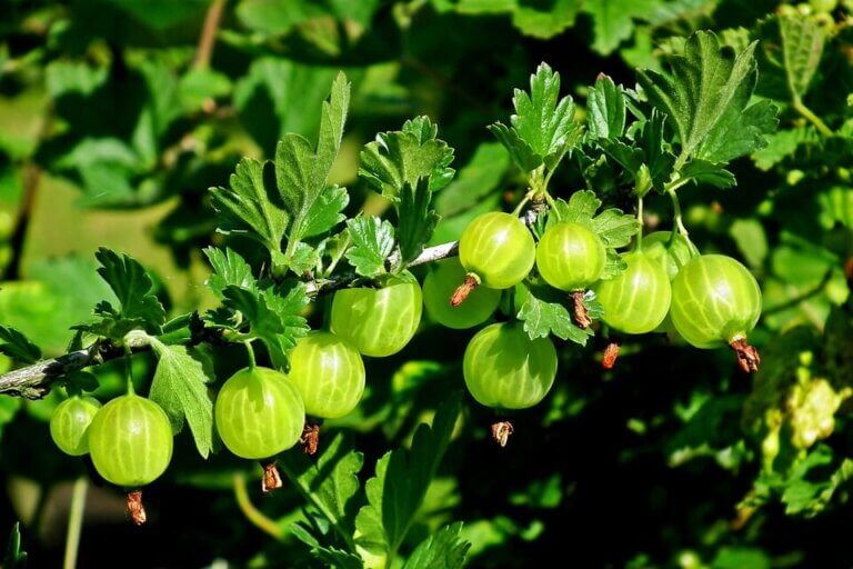 Growing Gooseberries: Know How To Plant And Prune The Savoring Fruit ...