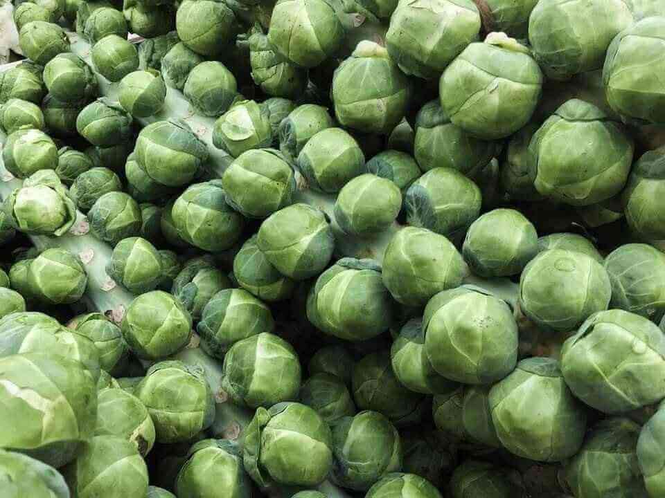 How to Grow Brussels Sprouts