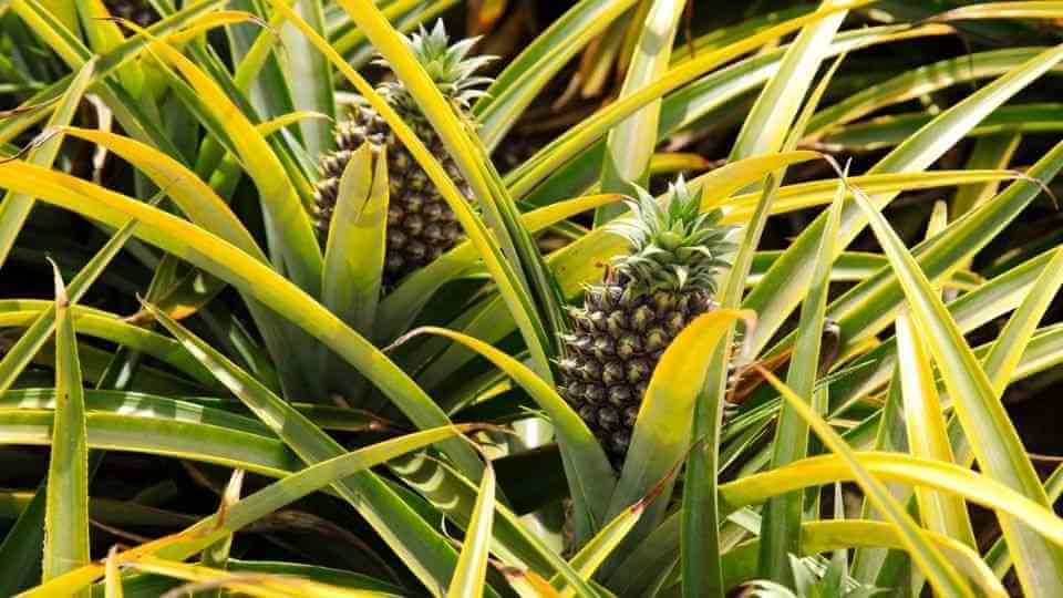 Growing Pineapples