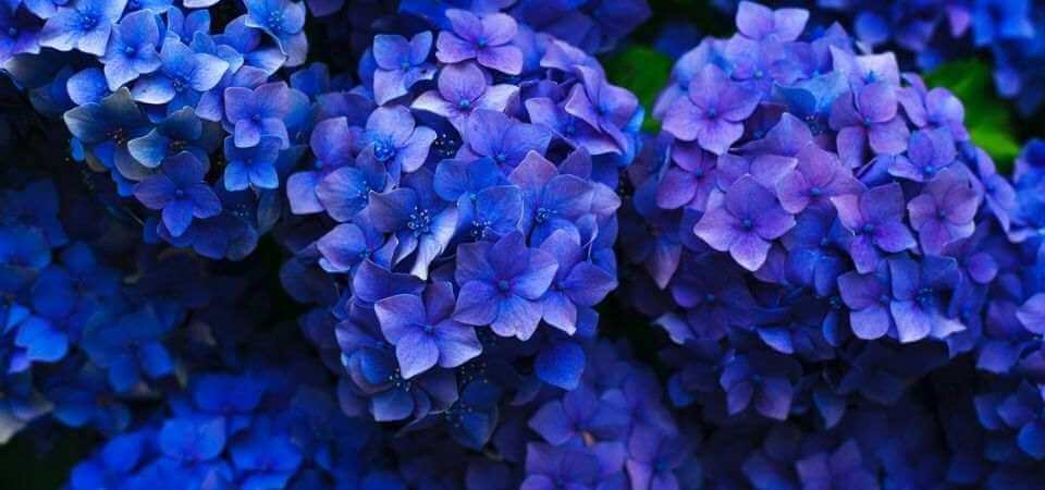 How to Prune Hydrangeas