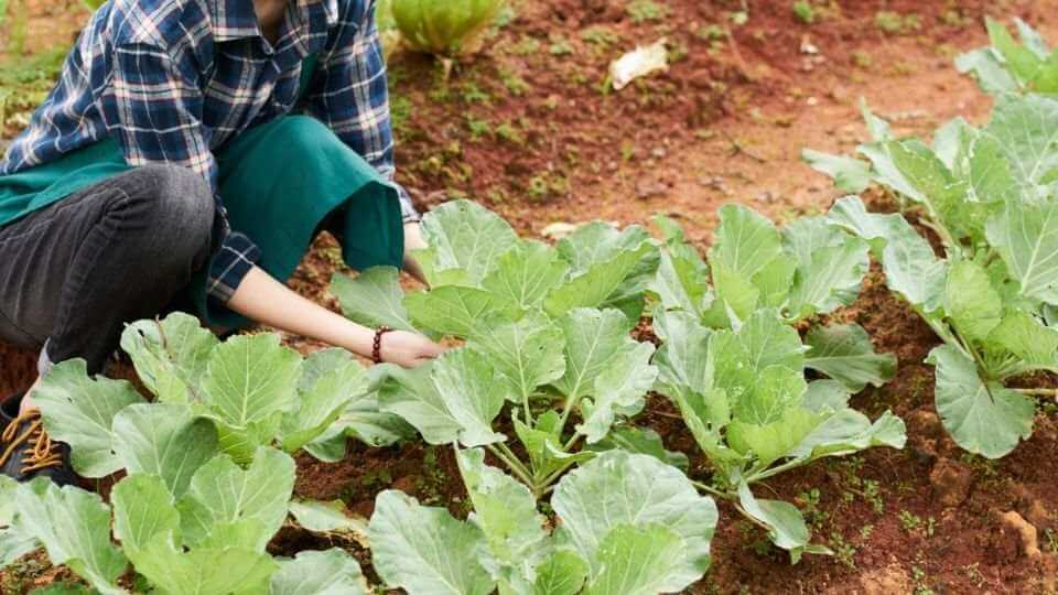 How to grow cabbages