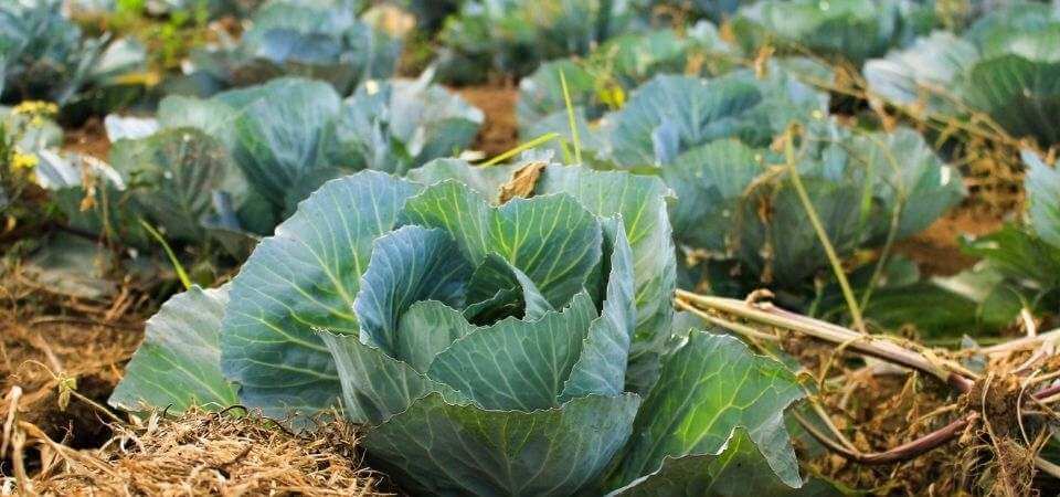 How to grow cabbages