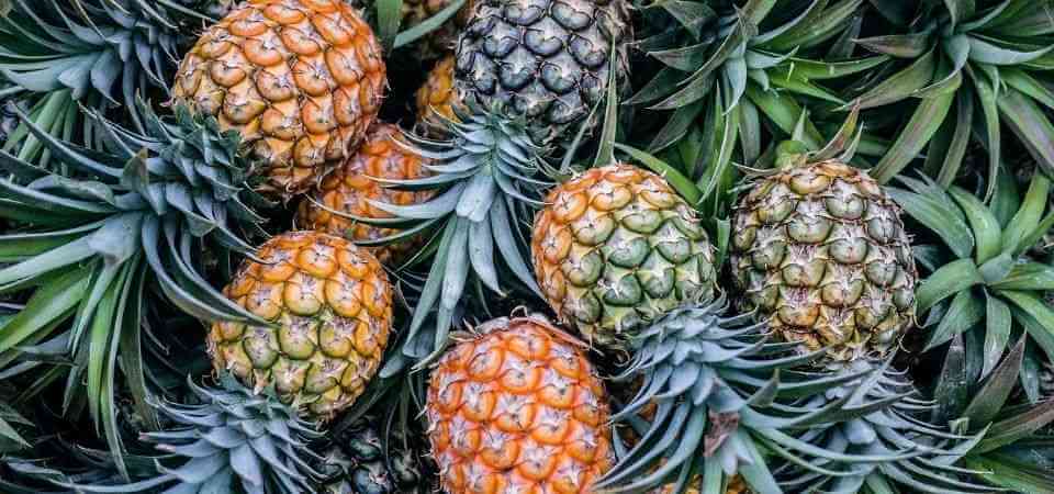 How to grow pineapples