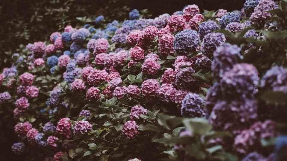 Prune hydrangeas 1