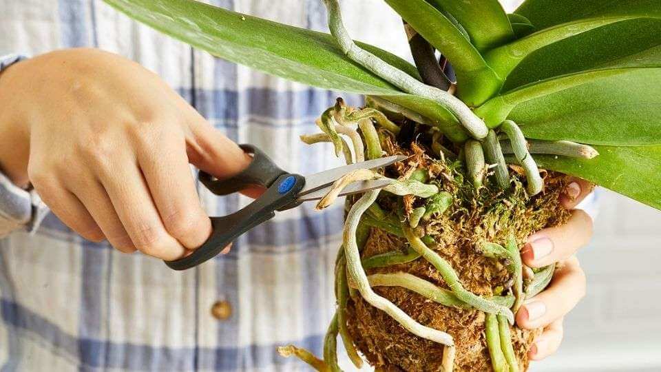 Repotting orchids 1