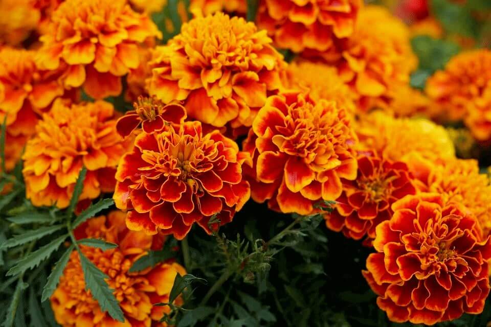 growing marigolds