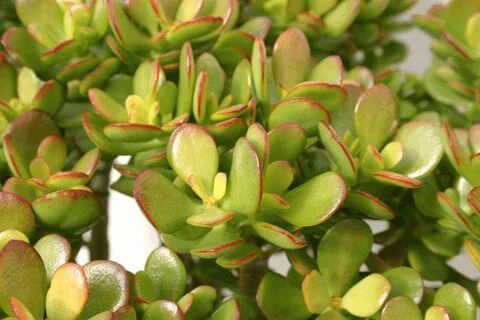 how to grow jade plant