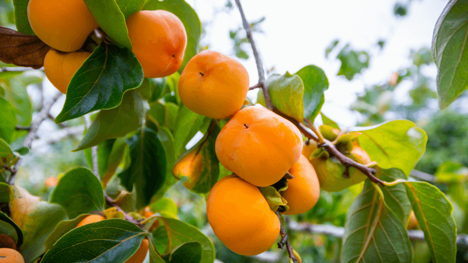 persimmon fruit 1