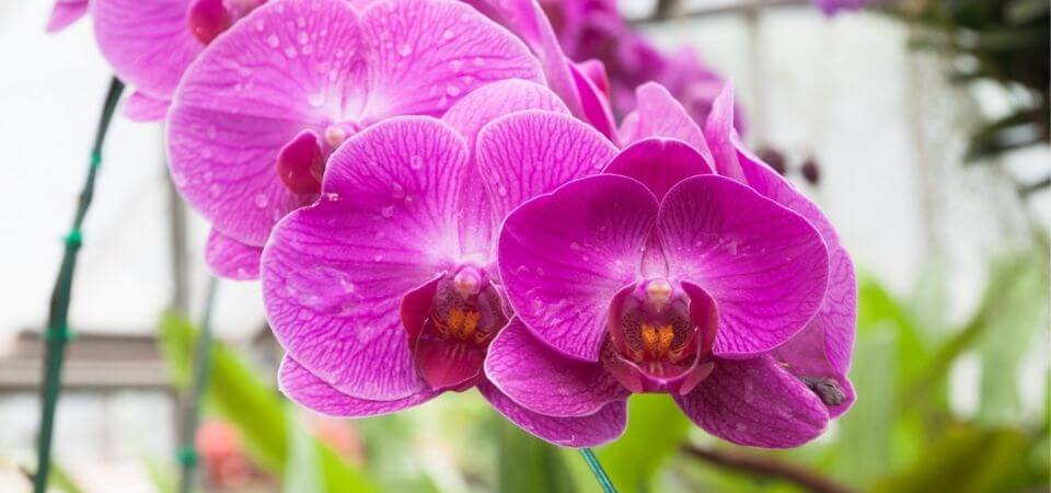 How to Repot Orchids