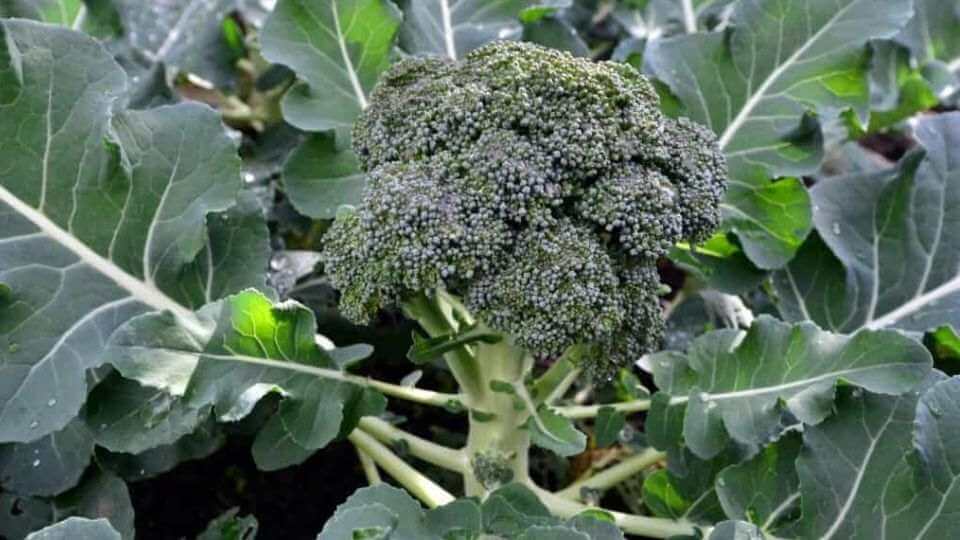 Broccoli Plant