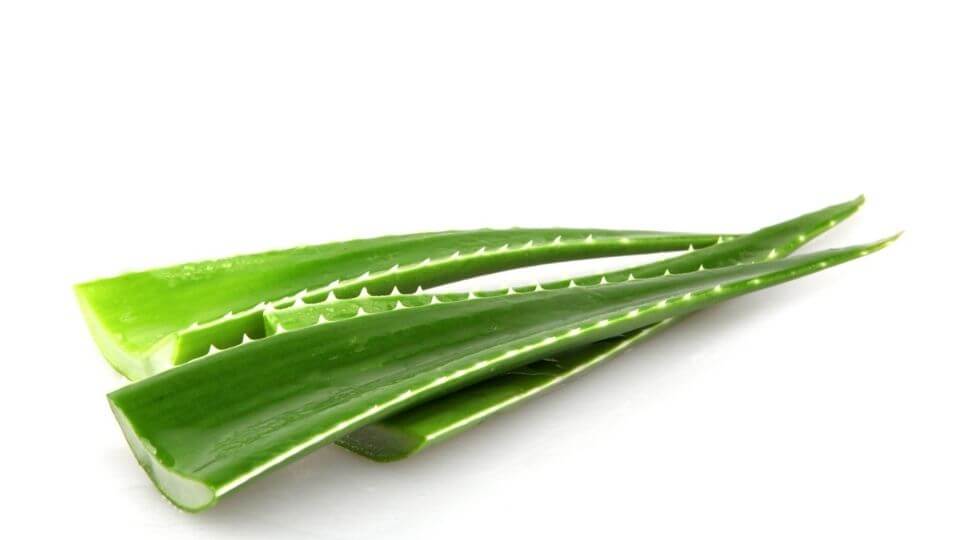 Growing AloeVera