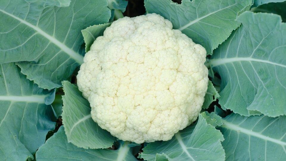 Growing Cauliflower