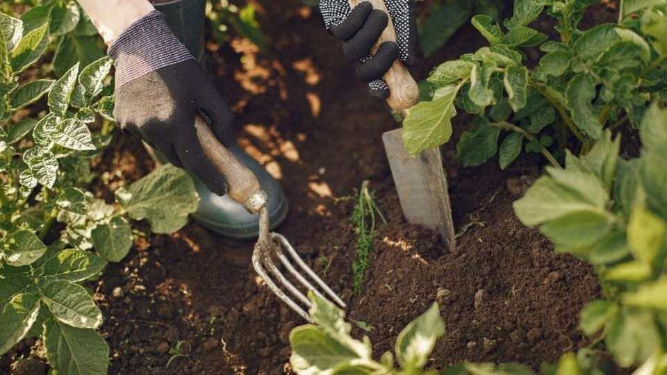 Growing radishes