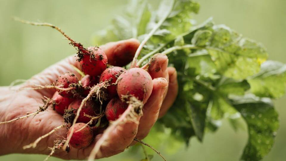 Harvesting Radish