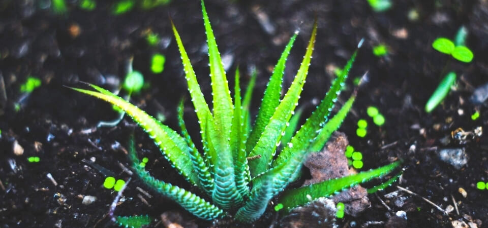 How to grow Aloe Vera