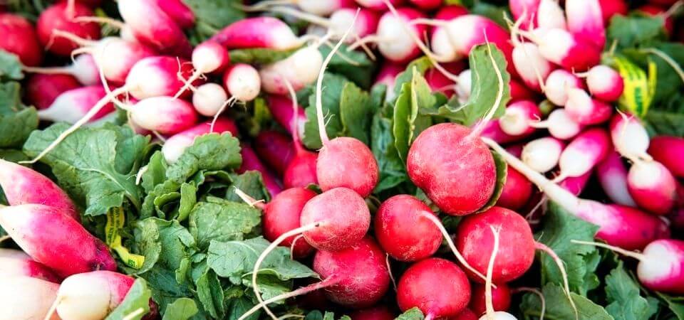 How to grow radish