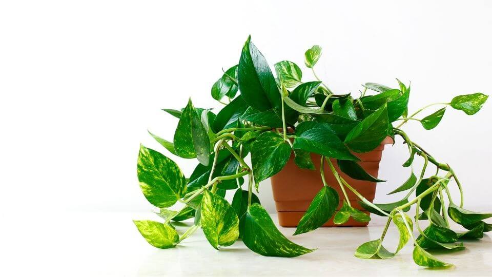 Pothos Plant