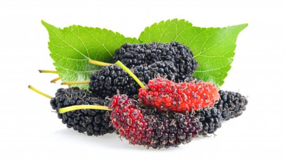 Growing Mulberry tree
