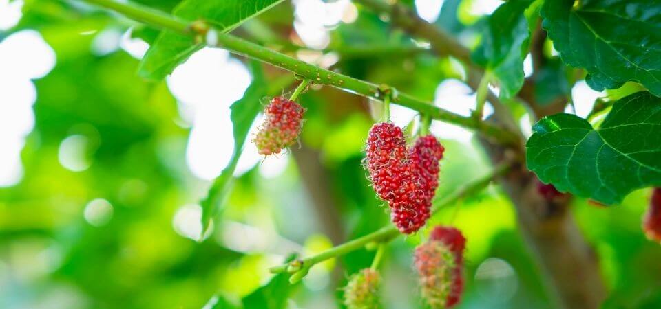 Growing Mulberry Tree