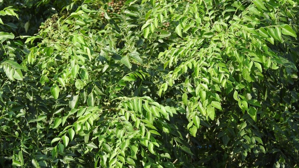 Curry leaf tree