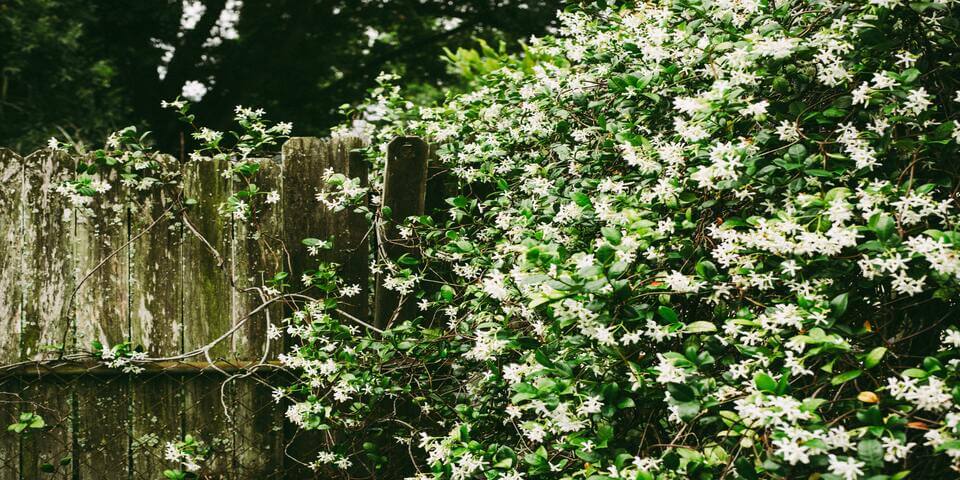 Asiatic Jasmine vines growing on the fence