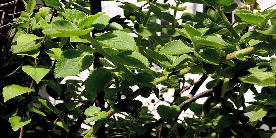 Cuban oregano plant