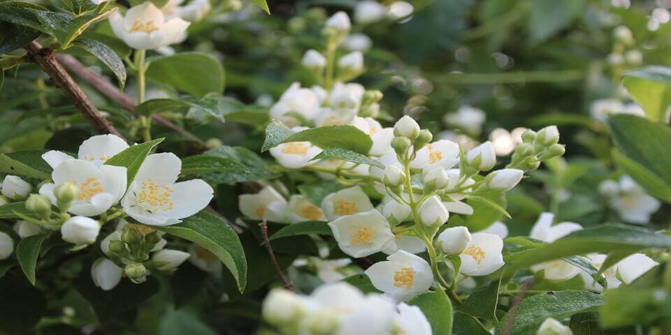 Asiatic Jasmine flower in full bloom