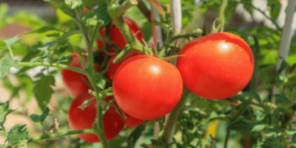 Growing Mortgage lifter tomatoes
